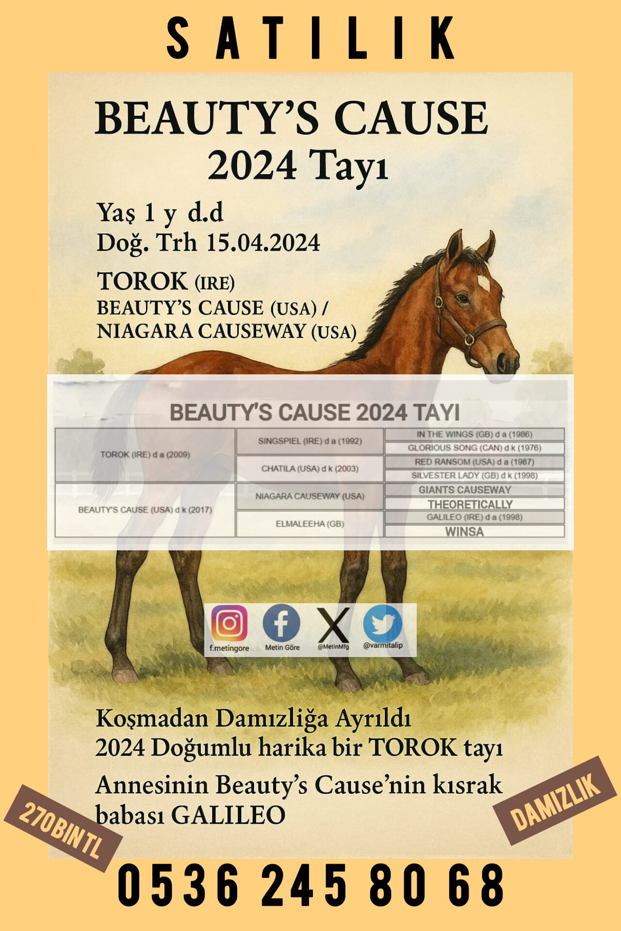 KOŞMADAN DAMIZLIĞA AYRILACAK TOROK KIZI 1 BUÇUKLU DİŞİ,ANNESİNİN BABASI GALILEO